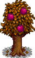 Pomegranate Stage 5 Fruit.png
